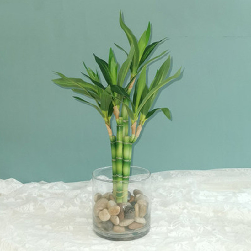 Aquarium Fish Items - Neue 40cm Künstliche Glücksbambus-Sukkulentenpflanze, Grüne Topfpflanze