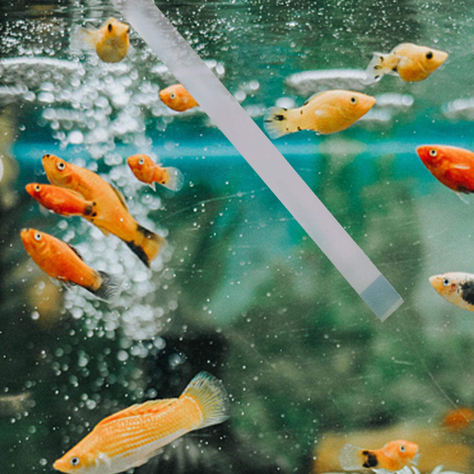 Aquarium Fish In Pond - Schwimmbad-Teststreifen, Whirlpool-Spa-PH-Tester, Teichwasser-Teststreifen, Aquarium-Fischbecken-Wasserqualitätstester, Reagenzien-Set