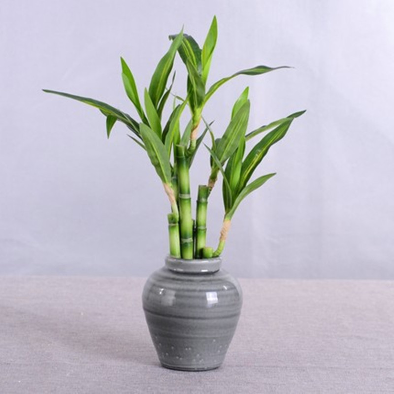 Neue 40cm Künstliche Glücksbam – Aquarium Fish Items Bewertung und Preis