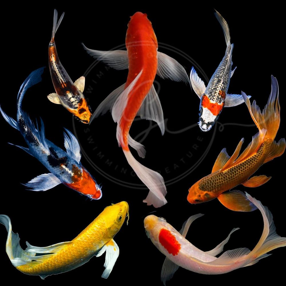 Lebende Koi-Fische in verschie – Aquarium Fish In Pond Bewertung und Preis