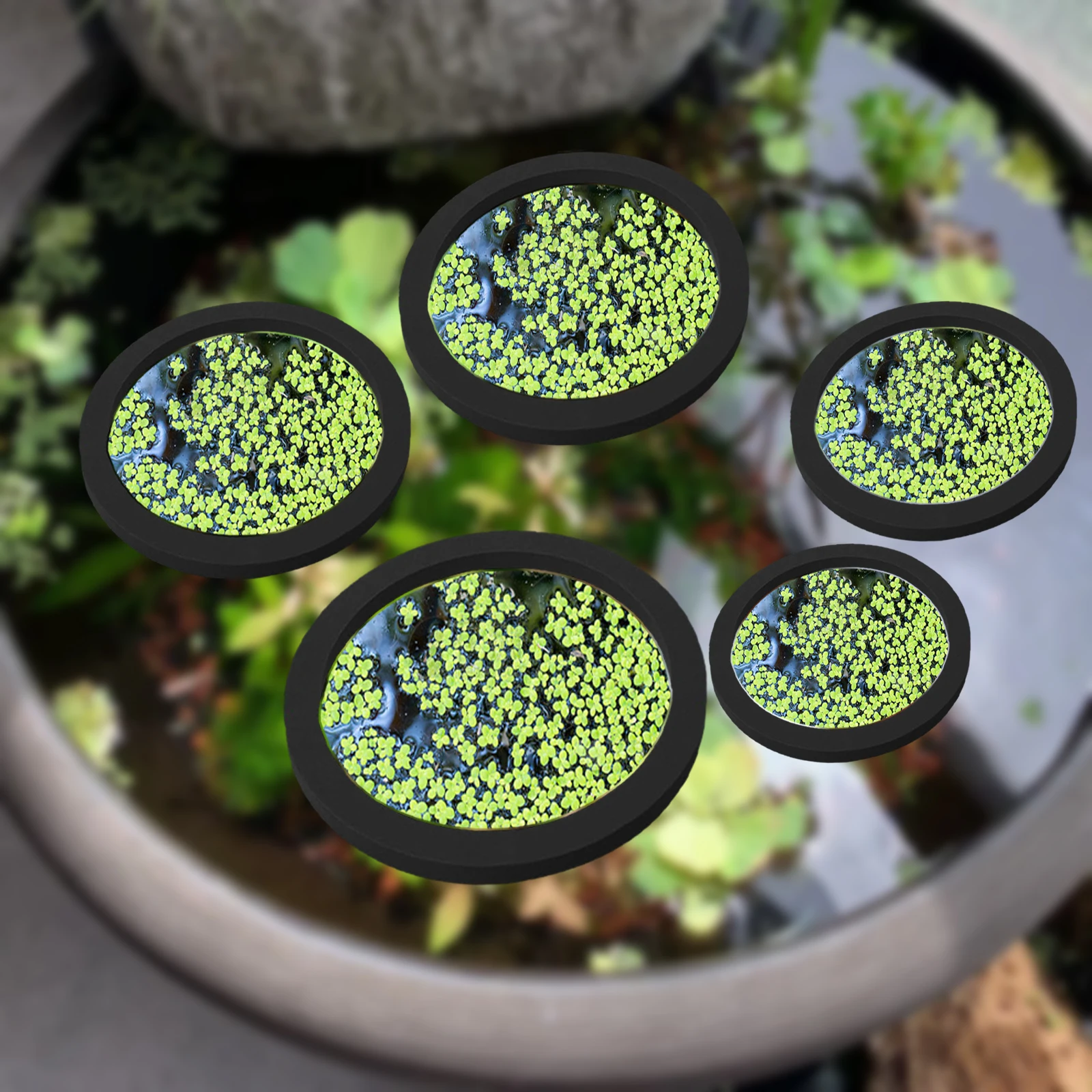 5Pcs EVA Fisch Fütterung Ring  – Aquarium Fish In Pond Bewertung und Preis