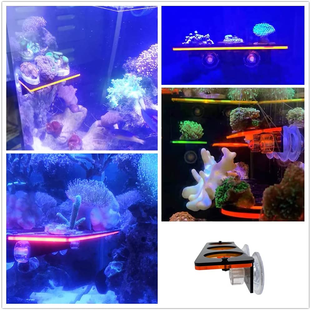 Fluoreszierende Korallen Frag  – Aquarium Fish Tank Price Bewertung und Preis